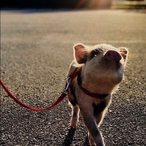 Meet your Posher, Danielle